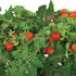 AeroGarden Red Heirloom Cherry Tomato Seed Pod Kit (9-pod)