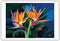 Birds of Feather - Hawaiian Birds of Paradise - from an Original Color Painting by Scott Westmoreland - Master Art Print 12in x 18in
