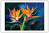 Birds of Feather - Hawaiian Birds of Paradise - from an Original Color Painting by Scott Westmoreland - Master Art Print 12in x 18in