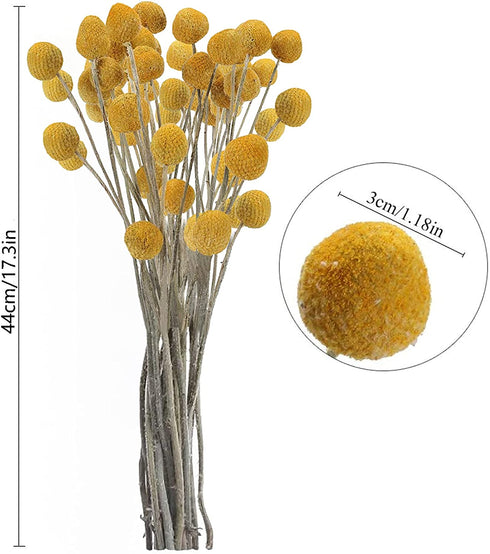 Uieke 30Pcs Natural Dried Flowers Craspedia Billy Balls Flowers Billy Buttons Floral Bouquet for Flower Arrangements Wedding Home Tall Vase Decor Yellow