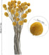 Uieke 30Pcs Natural Dried Flowers Craspedia Billy Balls Flowers Billy Buttons Floral Bouquet for Flower Arrangements Wedding Home Tall Vase Decor Yellow