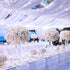 JMEXSUSS 300 LED Christmas Lights Outdoor Waterproof 8 Modes Christmas String Lights Cool White Christmas Tree Lights Indoor Plug in