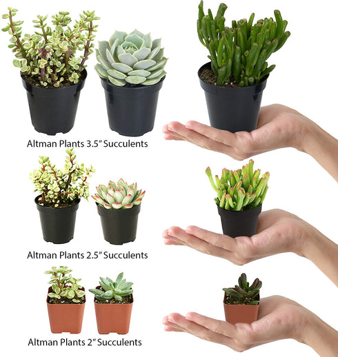Altman Plants Desert Fire Collection 2.5" 4 Pack