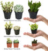 Altman Plants Desert Fire Collection 2.5" 4 Pack