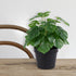LuckyGreenery Artificial Monstera, Realistic Fake Plants with Pots for Home and Office Decoration, 12in (H) x 5in (W)