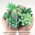 FEPITO 16 Pcs Random Size Artificial Succulent Plants Unpotted Succulents Picks Faux Succulent Plant in Green Stems for Home Indoor Garden Decoration