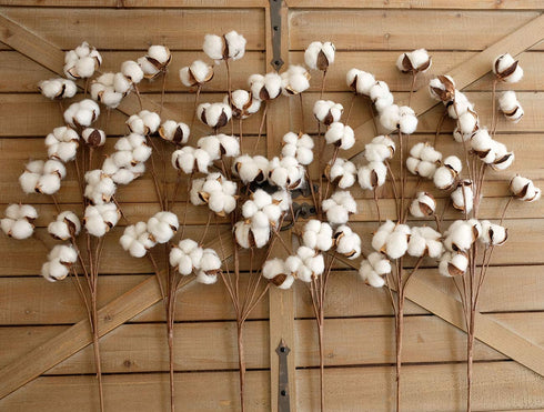 idyllic Pack of 6 Cotton Stems - 31 Inches Tall - 12 Cotton Bolls Per Stem Real Elastic Cotton Stalk Rustic Floral for Home Decor Wedding Centerpiece Farmhouse Style
