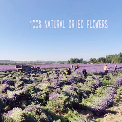 Natural Dried Lavender Flowers Bouquet,3 Bundles Dried Flowers Perfect for Home Decoration,Wedding,Photo Prop(270-300 Stems)-by TOMOON
