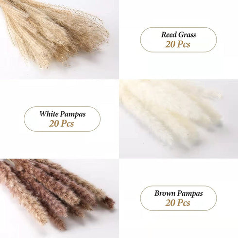 Ritattas Natural Dried Pampas Grass, 60 Pcs Pampas Grass with 20 Pcs White Pampas & 20 Pcs Brown Pampas & 20 Pcs Fluffy Reed Grass for Flower Arrangement Home Decor Wedding Boho Decor