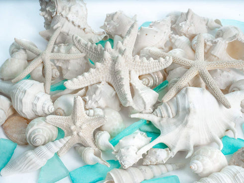Nautical Crush Trading Sea Shells | Real Mixed Beach Seashells with Real Starfish & Caribbean Blue Sea Glass | White Decorative Seashell D©cor & Blue Seaglass Pieces | Seashell Wedding (1 Pack)
