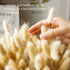 Natural Dried Bunny Tail Grass - 110~120 Stems Rabbit Tail Grass, Lagurus Ovatus for Boho Decor, Dried Pampas Grass Flower Arrangements Wedding Home Kitchen Office Decor (Nature)