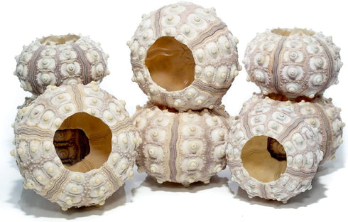 Sea Urchin | 8 Sputnik Sea Urchin Shell | 8 Purple Sputnik Sea Urchin Shells for Craft and Decor | Plus Free Nautical eBook by Joseph Rains