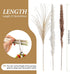 Ritattas Natural Dried Pampas Grass, 60 Pcs Pampas Grass with 20 Pcs White Pampas & 20 Pcs Brown Pampas & 20 Pcs Fluffy Reed Grass for Flower Arrangement Home Decor Wedding Boho Decor