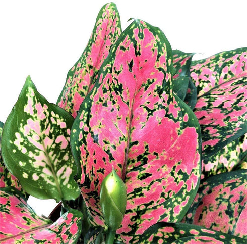 American Plant Exchange Aglaonema Chinese Evergreen Hot Pink Valentine Wishes Live Plant, 4" Pot, Indoor/Outdoor Air Purifier