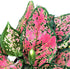 American Plant Exchange Aglaonema Chinese Evergreen Hot Pink Valentine Wishes Live Plant, 4" Pot, Indoor/Outdoor Air Purifier