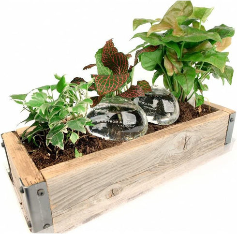 Kikkerland "Water from a Stone Blown Glass Automatic Self-Watering Plant Globes, Set of 2