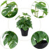 LuckyGreenery Artificial Monstera, Realistic Fake Plants with Pots for Home and Office Decoration, 12in (H) x 5in (W)