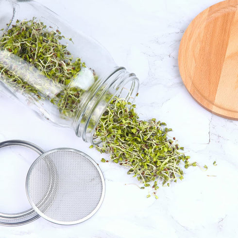 Sprouting Jar Kit - 2 Wide Mouth Mason Jars with 316 Stainless Steel Screen Sprout Lids, Tray,Stand and Brush | Seed Sprouter Set Germination Kit for Growing Broccoli, Alfalfa, Mung Bean (Black)