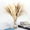 HYGQAXKO 65Pcs Natural Dried Pampas Grass Large, White Fluffy Pampas Grass, Pompass Grass Plant Decor Tall, Pampas Grass Bouquet Decor, Artificial Pompous Grass for Home, Wedding and Party Decor