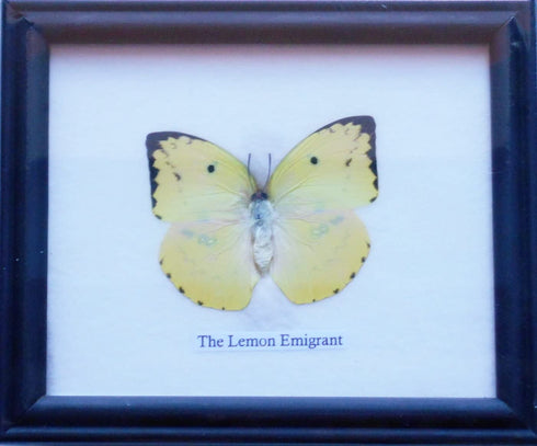 Thai Real Lemon Emigrant Butterfly Collectible Taxidermy Framed