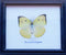 Thai Real Lemon Emigrant Butterfly Collectible Taxidermy Framed