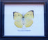 Thai Real Lemon Emigrant Butterfly Collectible Taxidermy Framed