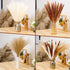 Pampas Grass, 65Pcs Natural Dried Pampas Grass Decor With 20Pcs Cream White Pampas Grass& 20Pcs Brown Pampas&25Pcs Pompous Grass,17.5"Bouquet For Dried Flowers Decor And Flower Arrangements Home Decor