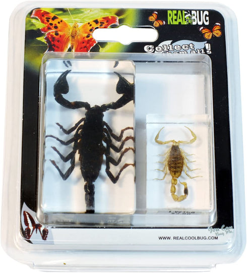 REALBUG 2 Pc Scorpion Paperweight Collection