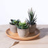 OUNONA 3pcs Faux Succulents/Artificial Cactus/Simulation Cacti Potted Plants Home Bonsai Decor Garden Greenery