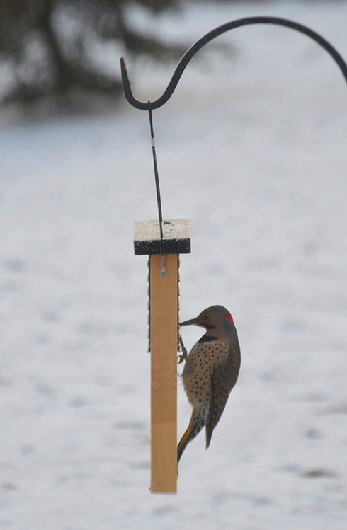Nature's Way Cwf1 Suet Cedar BRD Feedr