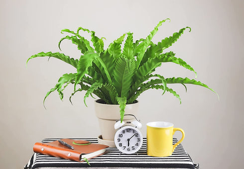 American Plant Exchange Birds Nest Fern Japanese Live Plant, 6" Pot, Indoor/Outdoor Air Purifier