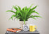 American Plant Exchange Birds Nest Fern Japanese Live Plant, 6" Pot, Indoor/Outdoor Air Purifier