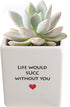 Costa Farms Mini Succulent Fully Rooted Live Indoor Plant, 2.5-Inch Echeveria, in Life Would Succ Ceramic, Great Gift