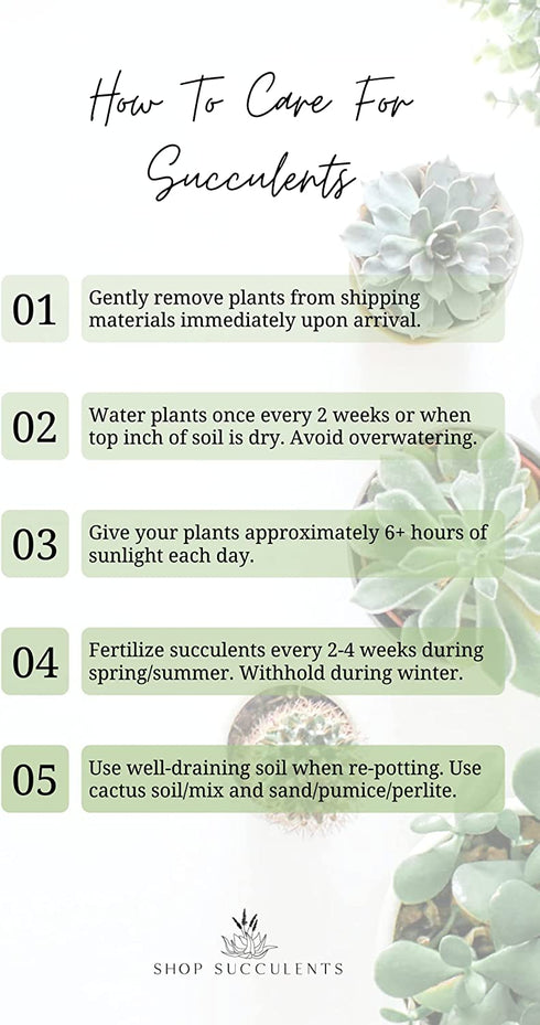 Shop Succulents | Unique Collection | Assortment of Hand Selected, Fully Rooted Live Indoor Succulent Plants, 3-Pack
