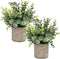 Flojery Mini Potted Plants Artificial Eucalyptus Boxwood Rosemary Greenery in Pots Faux Potted Herbs Small House Plants 8.3"-9" Tall for Indoor Greenery Tabletop Décor Centerpiece (Sprayed Eucalyptus)