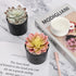 Artificial Succulent Plants Small Fake Plant in Black Pots, Cute and Realistic for Bathroom Decor, Desk Office and Home Decoration Indoor, Pack of 3
