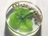KIN-HEBI Real Four Leaf Clover Good Luck Pocket Token, Preserved, 1.25, Including Metal Ornament (Night Sky)