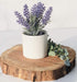 Kurrajong farmhouse Fake Lavender Artificial Plant | Artificial Lavender in White Pot | Realistic Faux Lavender Plant | Stunning Lavender Faux Plants Indoor | Lavender Decor | Fake Lavender Plant