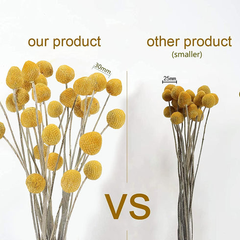 Uieke 30Pcs Natural Dried Flowers Craspedia Billy Balls Flowers Billy Buttons Floral Bouquet for Flower Arrangements Wedding Home Tall Vase Decor Yellow
