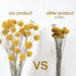 Uieke 30Pcs Natural Dried Flowers Craspedia Billy Balls Flowers Billy Buttons Floral Bouquet for Flower Arrangements Wedding Home Tall Vase Decor Yellow