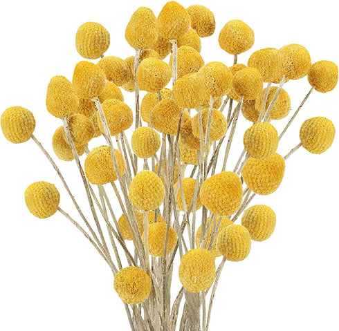 Uieke 30Pcs Natural Dried Flowers Craspedia Billy Balls Flowers Billy Buttons Floral Bouquet for Flower Arrangements Wedding Home Tall Vase Decor Yellow
