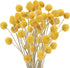 Uieke 30Pcs Natural Dried Flowers Craspedia Billy Balls Flowers Billy Buttons Floral Bouquet for Flower Arrangements Wedding Home Tall Vase Decor Yellow