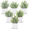 Der Rose 6 Packs Fake Plants Small Artificial Plants for Modern Farmhouse Decor