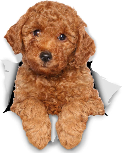 Winston & Bear 3D Dog Stickers - 2 Pack - Red Poodle for Wall, Fridge, Toilet and More - Retail Packaged Poodle Dog Stickers