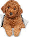 Winston & Bear 3D Dog Stickers - 2 Pack - Red Poodle for Wall, Fridge, Toilet and More - Retail Packaged Poodle Dog Stickers