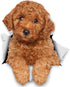 Winston & Bear 3D Dog Stickers - 2 Pack - Red Poodle for Wall, Fridge, Toilet and More - Retail Packaged Poodle Dog Stickers