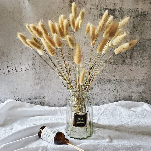 Beau Jour Natural Dried Lagurus ovatus 100 Pcs, Dried Bunny Tails Pampas for Flower Arrangements Wedding Home Decor