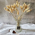 Beau Jour Natural Dried Lagurus ovatus 100 Pcs, Dried Bunny Tails Pampas for Flower Arrangements Wedding Home Decor