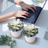 Hopewood Artificial Succulents in Pots,Large Succulents Plants Artificial with Bamboo Trays, 5.5" X 6" Fake Plants for Bedroom Decor, Set of 2