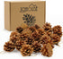 JOHOUSE 24PCS PineCones, Natural PineCones Package, PineCones Ornaments for Christmas Autumn and Winter Crafts Decorating, 1.9-2.5inches